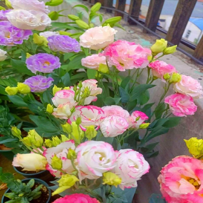 Sementes De Flor De Campânula Multicolorida, Florescendo Durante Todo O Ano, Fáceis De Cultivar Em Vasos, Ideais Para Varandas E Ambientes Internos E Externos, Sementes De Flores Para Jardins.  |   Sementes De Plantas Sementes De Plantas Sementes De Plantas