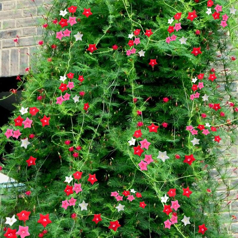 Sementes De Flor De Cinco Estrelas, Florescendo Durante Todas As Estações, Fáceis De Germinar, Plantas Trepadeiras De Folhas Finas, Ideal Para Varandas, Sementes De Flores Para Todas As Estações.  |   Sementes De Plantas Sementes De Plantas Sementes De Plantas