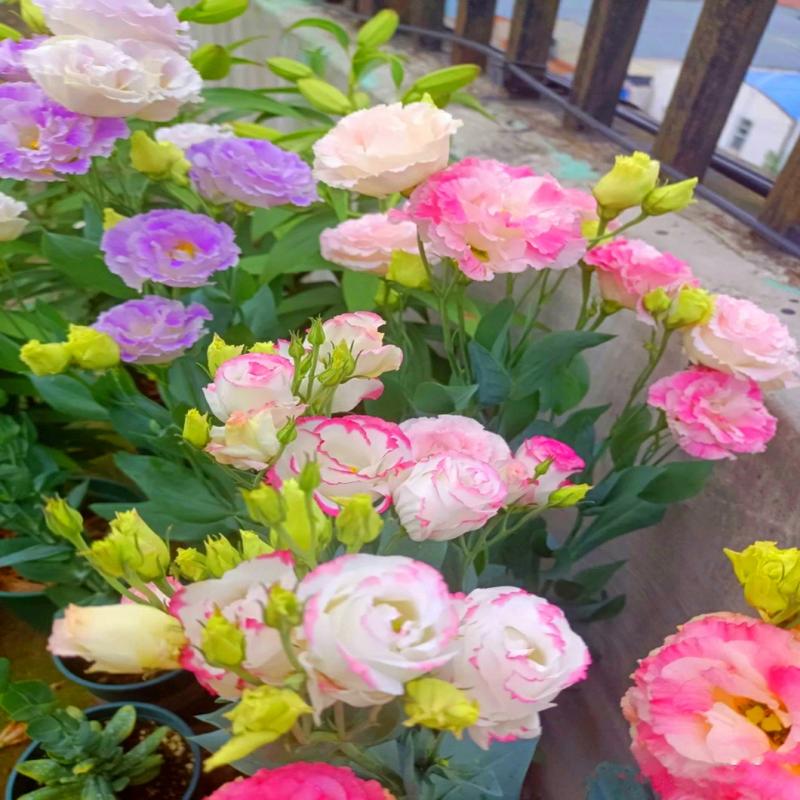 Sementes De Flores De Campânula De Pétalas Duplas, Misturas De Cores, Florescimento Durante As Quatro Estações, Sementes Para Cultivo Em Vasos No Balcão, Flores Para Interiores E Exteriores.  |   Sementes De Plantas Sementes De Plantas Sementes De Plantas