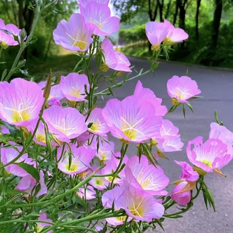 Sementes De Flores De Erva-Mate Bonita, Fáceis De Cultivar Durante Todo O Ano, Florescem Rapidamente. Sementes De Flores Para Varandas, Jardins E Áreas Externas.  |   Sementes De Plantas Sementes De Plantas Sementes De Plantas