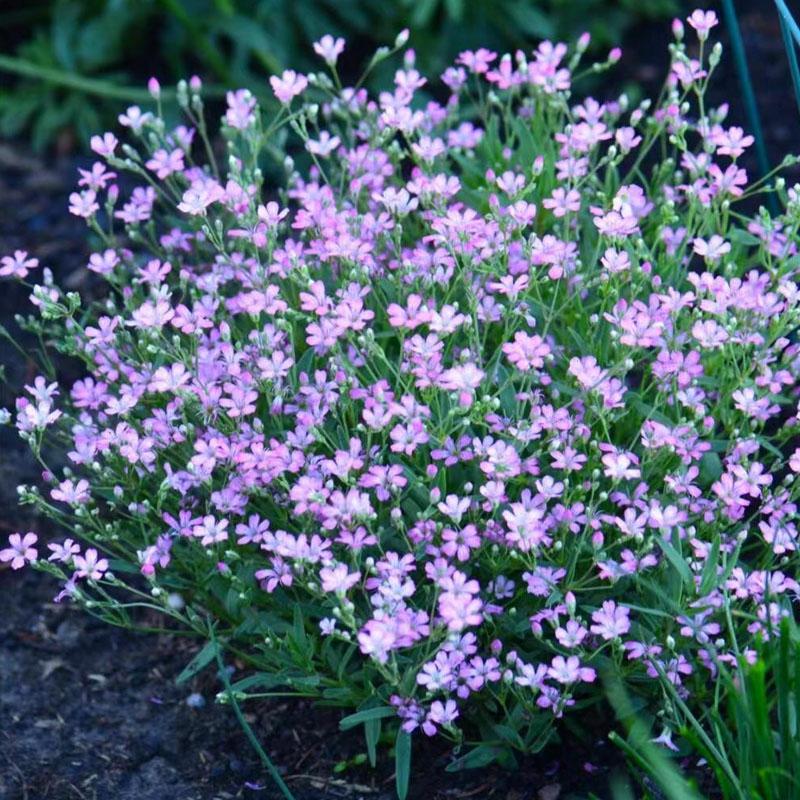 Sementes De Flores De Estrela Do Mar Explosiva, Fáceis De Cultivar, Para Cultivo Interno E Externo, Florescimento Em Todas As Estações, Plantas Em Vaso.  |   Sementes De Plantas Sementes De Plantas Sementes De Plantas