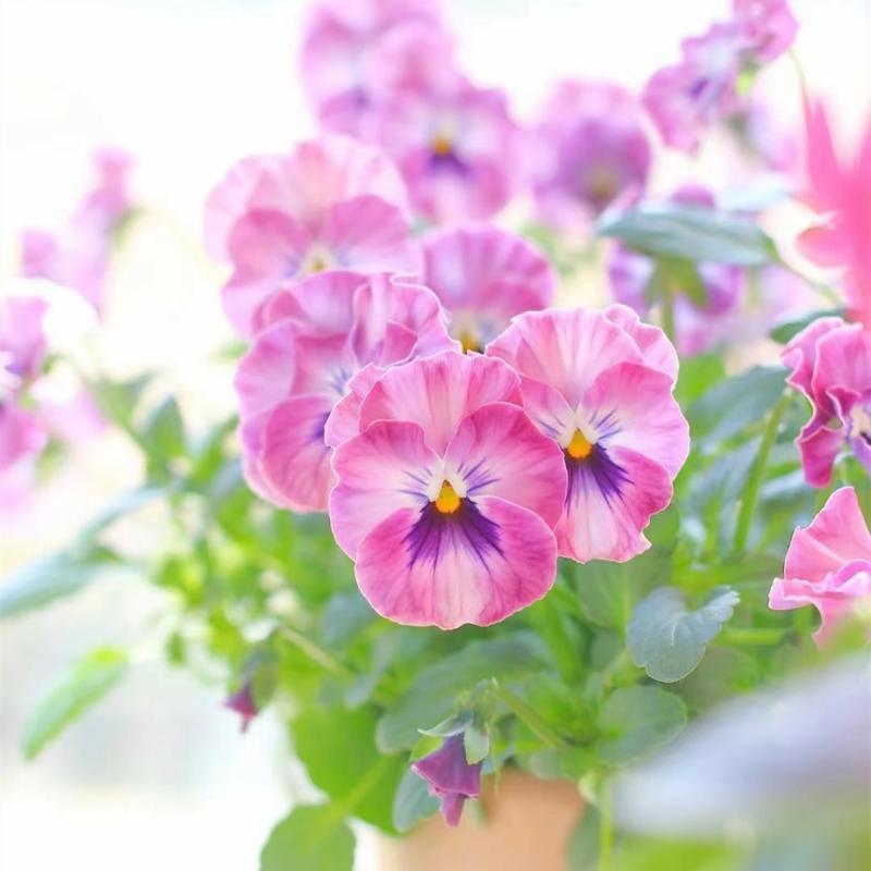 Sementes De Flores De Três Cores, Florescimento Durante As Quatro Estações, Plantas Herbáceas Anãs Para Vasos, Flores De Rosto De Gato E Flores De Borboleta, Resistentes Ao Frio.  |   Sementes De Frutas Sementes De Frutas Sementes De Frutas