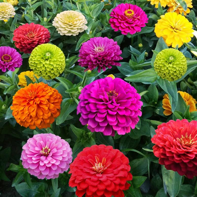 Sementes De Flores De Zinnia Para Cultivo Em Varanda E Jardim, Florescendo Durante Todas As Estações. Semeie Zínias Ao Ar Livre Durante Todo O Ano.  |   Sementes De Plantas Sementes De Plantas Sementes De Plantas