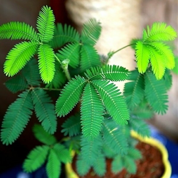 Sementes De Flores E Plantas Em Vaso, Sementes De Mimosa, Fácil Cultivo De Flores Em Vasos Para Varandas E Jardins, Semeadura Em Todas As Estações.  |   Sementes De Plantas Sementes De Plantas Sementes De Plantas