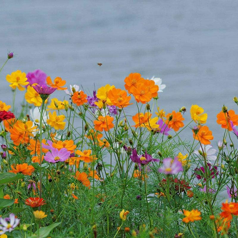 Sementes De Flores Silvestres: Cosmos, Zínia, Dente-De-Leão, Cravo-De-Defunto, Cravo, Margarida, Calêndula, Dianthus Multicolorido.  |   Muda Muda Muda