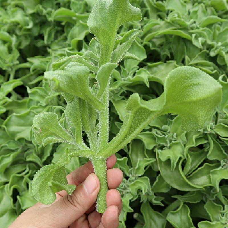 Sementes De Gelo Para Cultivo Em Vasos No Outono – Sementes De Vegetais, Mudas De Gelo, Sementes De Verduras Para Todas As Estações, Sementes De Vegetais Silvestres.  |   Sementes De Vegetais Sementes De Vegetais Sementes De Vegetais