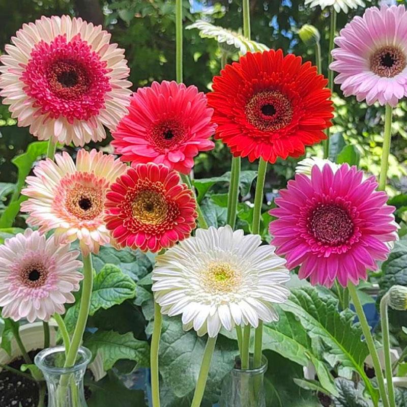 Sementes De Gerbera Africana, Sementes De Flores De Girassol, Flores De Crisântemo Para Cultivo Em Vasos Na Varanda, Plantas De Paisagismo Verde Para Todas As Estações.  |   Sementes De Plantas Sementes De Plantas Sementes De Plantas