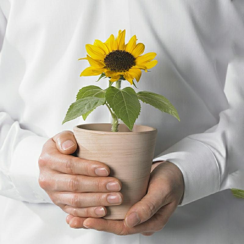 Sementes De Girassol Anãs Para Cultivo Em Vasos Decorativos De Interior E Varandas, Fáceis De Plantar No Jardim Durante Todas As Estações.  |   Sementes De Plantas Sementes De Plantas Sementes De Plantas