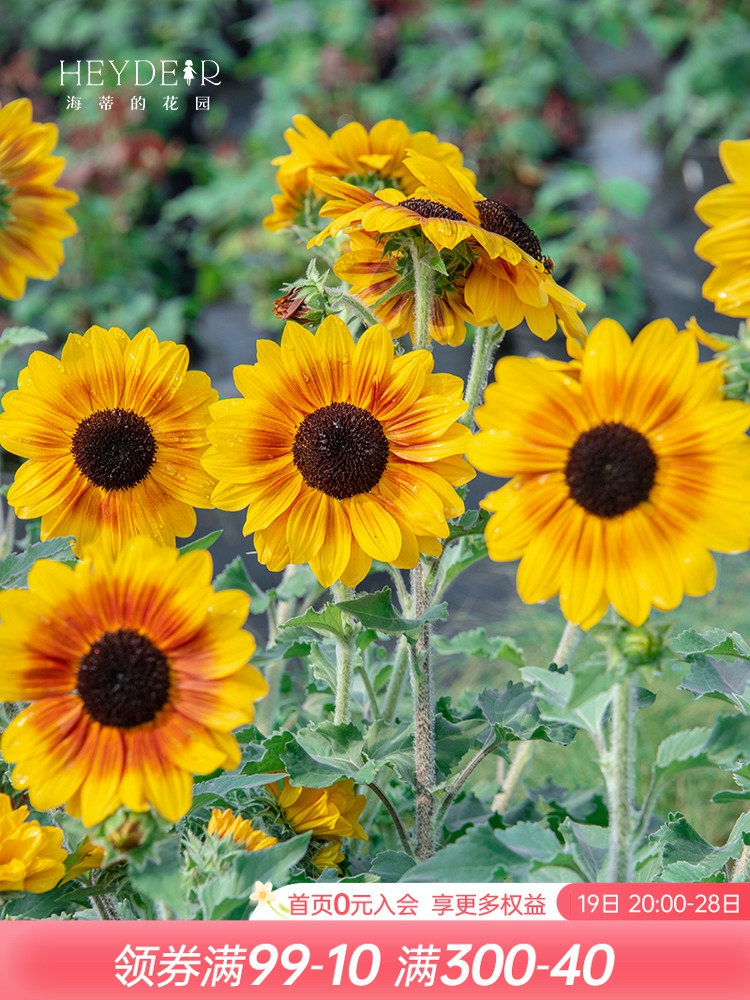 Sementes De Girassol, Flores De Girassol Com Botões, Fáceis De Cuidar, Plantas Ornamentais Para Varandas E Jardins.  |   Sementes De Plantas Sementes De Plantas Sementes De Plantas