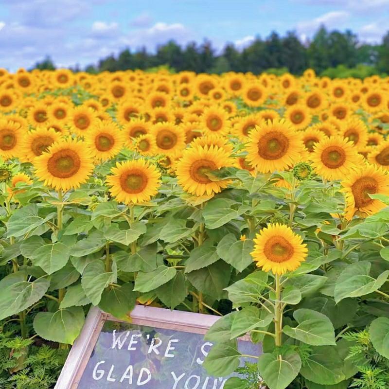 Sementes De Girassol, Sementes De Flores, Fácil De Cultivar Durante As Quatro Estações, Florescimento Simples, Sementes De Flores Para Apreciação Em Jardins Internos E Externos, Sementes Para Um Mar De Flores.  |   Sementes De Plantas Sementes De Plantas Sementes De Plantas