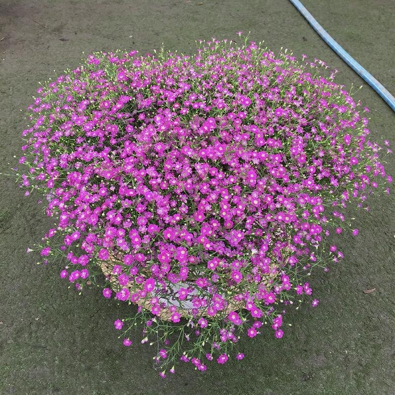 Sementes De Gypsophila Para Cultivo Em Todas As Estações – Fáceis De Cultivar Em Jardins, Varandas E Vasos. Flores E Plantas Ornamentais Para O Seu Espaço Verde.  |   Sementes De Plantas Sementes De Plantas Sementes De Plantas