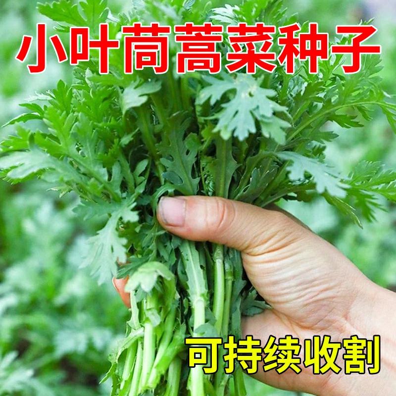 Sementes De Hortelã Da China, Sementes De Alface De Folhas Grandes, Sementes De Vegetais Para Cultivo Durante As Quatro Estações, Vegetais Para Cultivo Em Varandas, Resistentes Ao Frio E Ao Calor.  |   Sementes De Vegetais Sementes De Vegetais Sementes De Vegetais