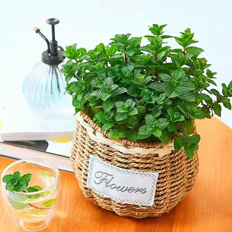 Sementes De Hortelã Para Cultivo Em Vaso, Tanto Interno Quanto Externo, Com Sabor A Limão E Menta, Semeadas Durante Todo O Ano, Comestíveis E Decorativas.  |   Sementes De Plantas Sementes De Plantas Sementes De Plantas