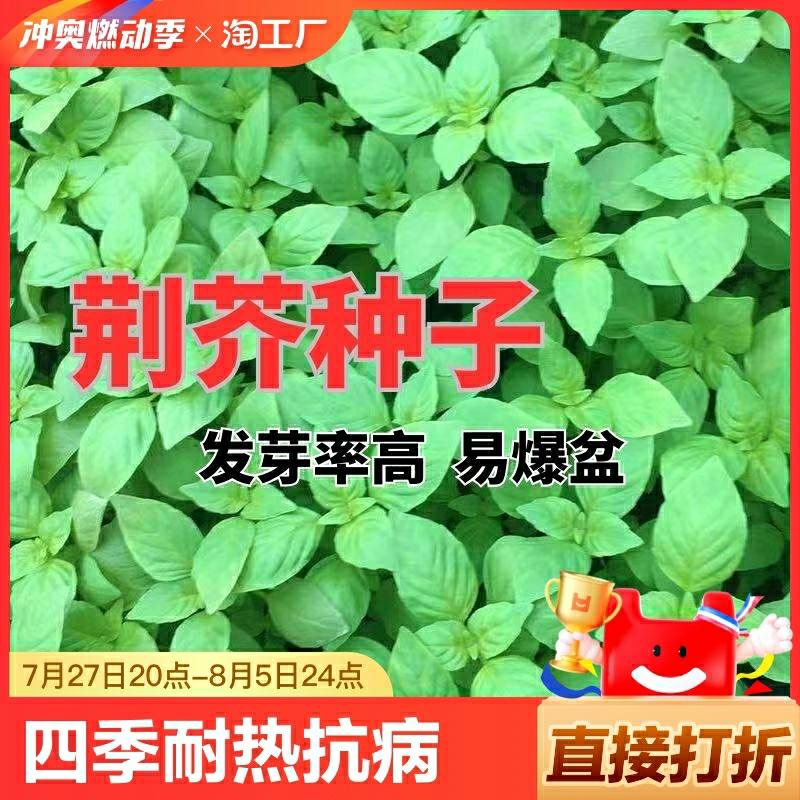 Sementes De Jiaozi De Folha Grande Para Cultivo Em Vasos Na Varanda Durante Todas As Estações No Henan – Sementes De Vegetais Para Plantio De Verduras Que Florescem Na Primavera E Resistentes Ao Calor.  |   Sementes De Vegetais Sementes De Vegetais Sementes De Vegetais