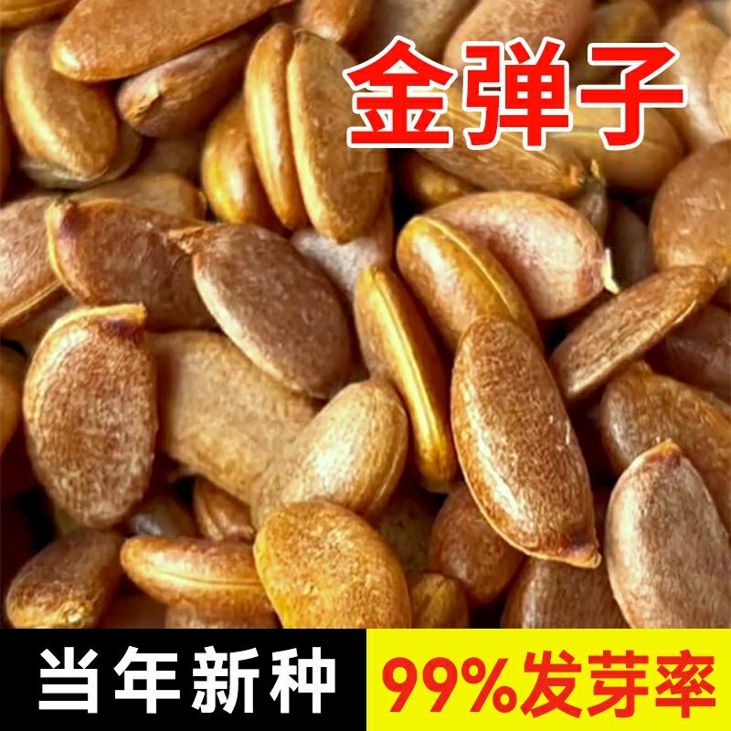 Sementes De Jinchangzi De Sichuan 2024 – Fruto De Cabaça, Fruto De Sangue De Galo, Caqui De Pássaro Velho, Fruto De Ginseng, Sementes De Árvores Para Bonsai 50G  |   Sementes De Frutas Sementes De Frutas Sementes De Frutas