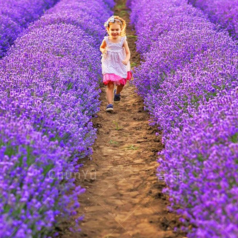 Sementes De Lavanda Francesa, Sementes De Plantas Para Cultivo Em Vasos Durante Todas As Estações, Ideais Para Varandas. Fáceis De Cultivar, Sementes De Flores Para A Primavera.  |   Sementes De Plantas Sementes De Plantas Sementes De Plantas