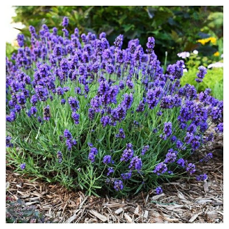 Sementes De Lavanda, Mudas De Lavanda, Sementes De Flores, Plantas Em Vaso, Sementes De Lavanda, Alecrim, Sementes De Gerânio.  |   Sementes De Plantas Sementes De Plantas Sementes De Plantas