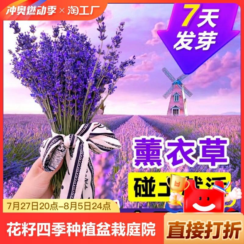 Sementes De Lavanda Para Cultivo Em Vasos, Flores De Quatro Estações, Mudas De Flores, Sementes Para Jardim, Plantas Para Varanda E Flores Ao Ar Livre, Fáceis De Cuidar E Repelentes De Mosquitos.  |   Sementes De Plantas Sementes De Plantas Sementes De Plantas