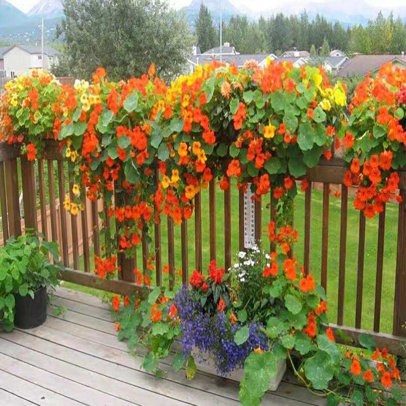 Sementes De Lótus Seco, Sementes De Flor De Lótus Pendentes, Sementes De Plantas Trepadeiras, Sementes De Flores Para Cultivo Em Vaso Em Varandas Internas, Semeadura Para Primavera, Verão, Outono E Inverno.  |   Sementes De Plantas Sementes De Plantas Sementes De Plantas