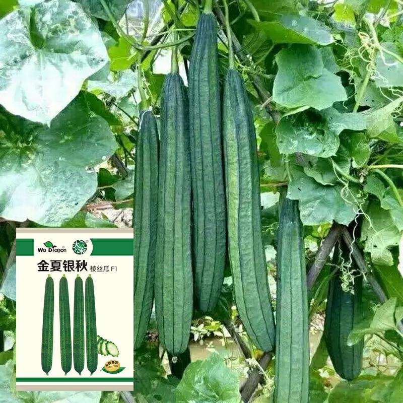 Sementes De Luffa, Resistentes Ao Calor, Híbridas De Abóbora De Oito Ângulos, Alta Produtividade, Sementes De Vegetais De Shouguang.  |   Sementes De Frutas Sementes De Frutas Sementes De Frutas