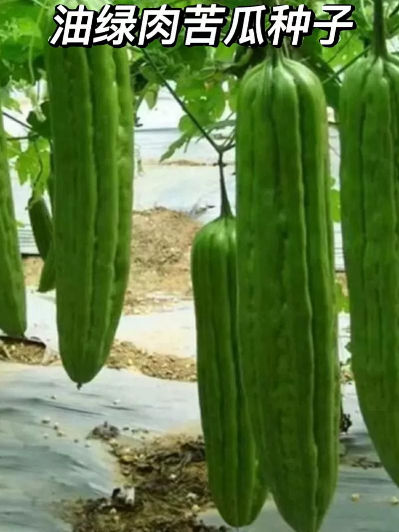 Sementes De Mamão Amargo De Alta Produtividade Para Cultivo Na Primavera E No Outono, Sementes De Melão Amargo, Sementes De Frutas E Vegetais.  |   Sementes De Frutas Sementes De Frutas Sementes De Frutas