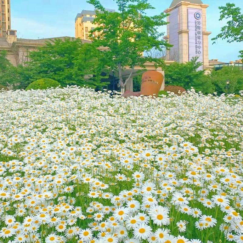 Sementes De Margarida, Margarida Grande, Camomila, Flores De Varanda, Jardim, Exterior, Flores De Gessemim, Sementes De Flores, Semeadura E Floração Durante As Quatro Estações.  |   Sementes De Plantas Sementes De Plantas Sementes De Plantas