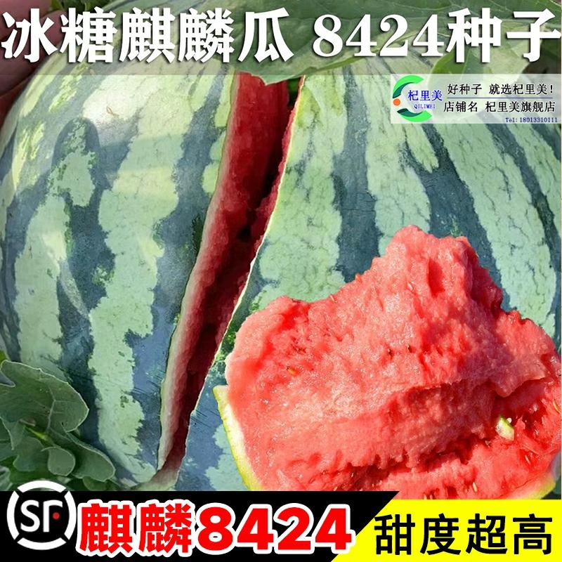 Sementes De Melancia 8424 Qilin Sem Sementes – Guia Completo De Sementes De Frutas E Vegetais, Mudas De Melancia E Mudas De Legumes.  |   Sementes De Frutas Sementes De Frutas Sementes De Frutas