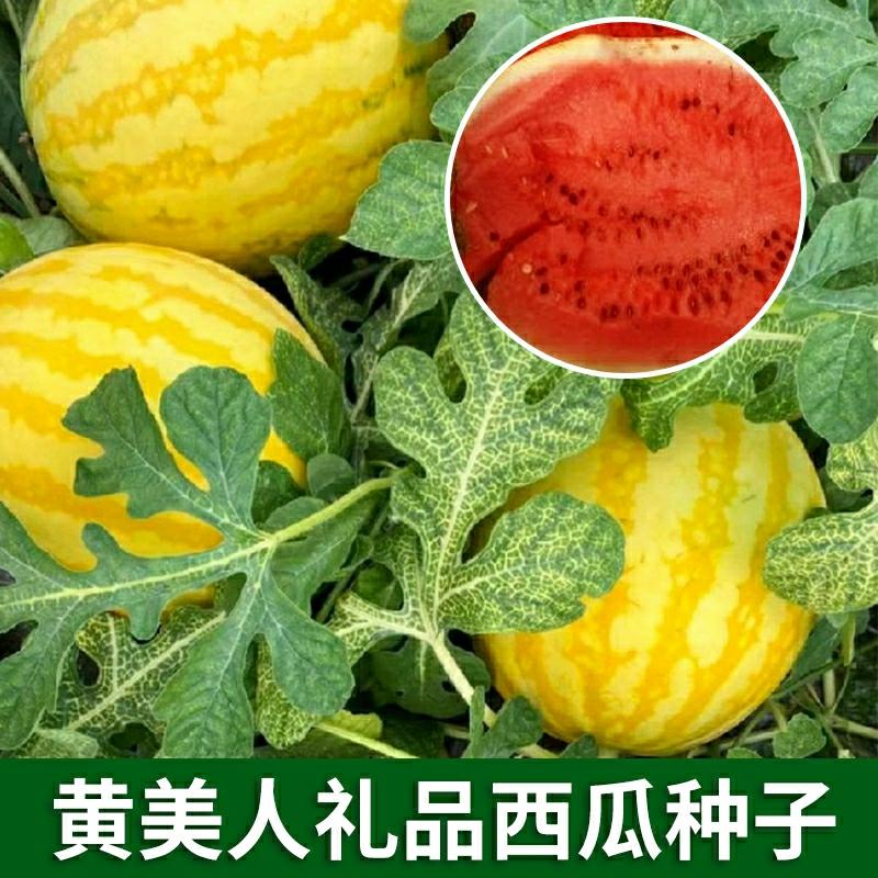 Sementes De Melancia De Presente Com Casca Amarela E Polpa Vermelha, Melancia Redonda “Huang Meiren”, Fruta Doce, Crocante E De Casca Fina, Cultivada Em Fazendas Rurais.  |   Sementes De Frutas Sementes De Frutas Sementes De Frutas