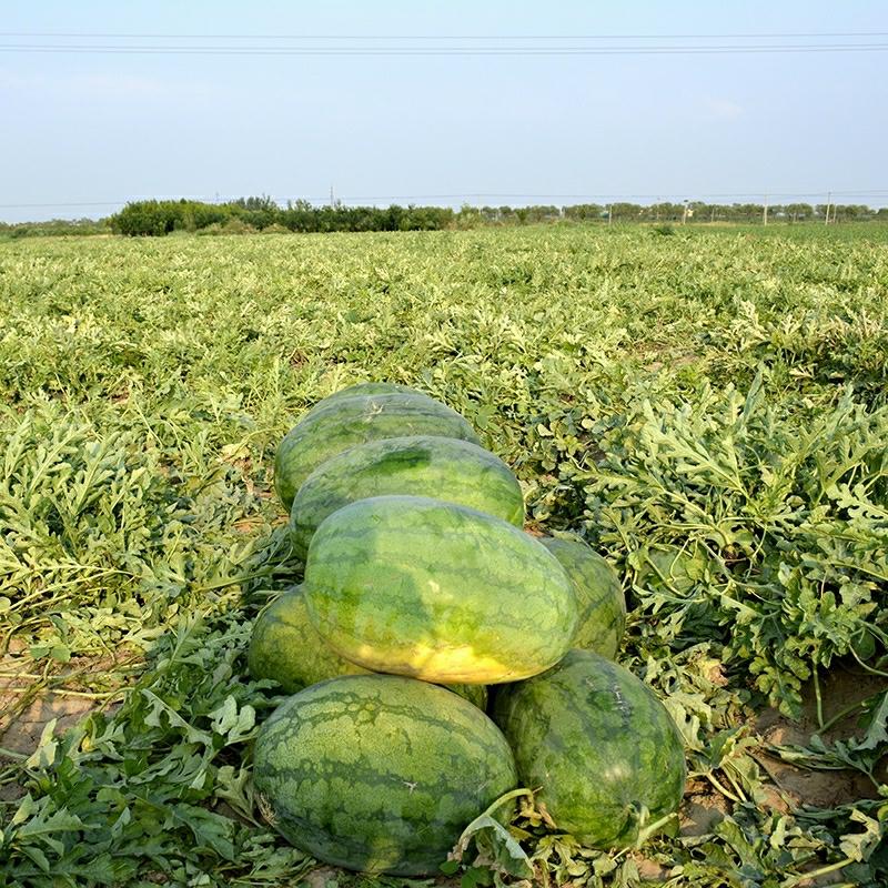 Sementes De Melancia Híbrida Da Primeira Geração “Tempestade Europeia” Da Zhongke Maohua, Altamente Resistentes À Replantação.  |   Sementes De Frutas Sementes De Frutas Sementes De Frutas