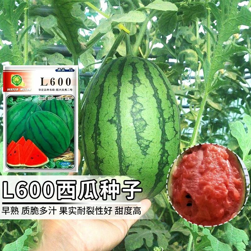 Sementes De Melancia L600 – Sementes De Melancia Doce De Daxing Panggezhuang, Presentes De Frutas Pequenas.  |   Sementes De Frutas Sementes De Frutas Sementes De Frutas