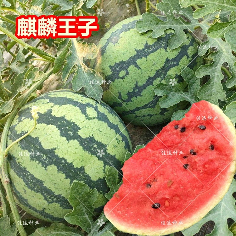 Sementes De Melancia Príncipe Qilin De Açúcar Cristalizado – Variedade 8424, Alta Produtividade, Super Doce E Sem Sementes.  |   Sementes De Frutas Sementes De Frutas Sementes De Frutas