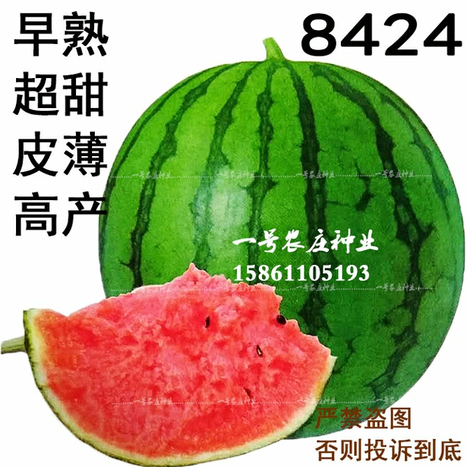 Sementes De Melancia Sem Sementes 8424 De Alta Produtividade, Sementes De Melancia Preta, Sementes De Melancia Qilin, Sementes De Vegetais E Frutas.  |   Sementes De Frutas Sementes De Frutas Sementes De Frutas