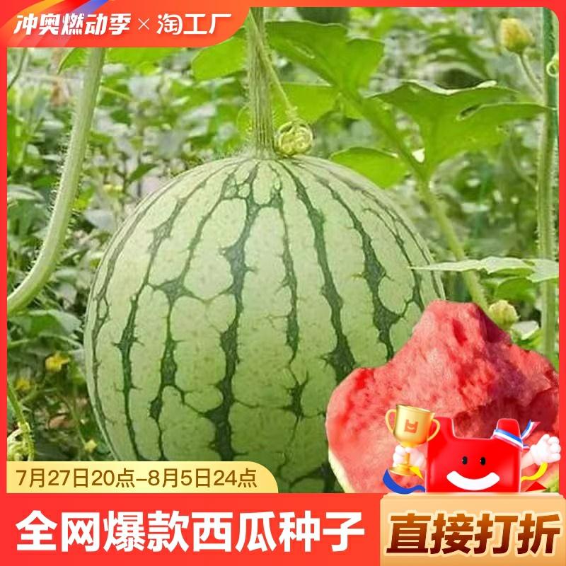 Sementes De Melancia Sem Sementes 8424 Kirin – Catálogo Completo De Sementes De Frutas E Vegetais Do Sul.  |   Sementes De Frutas Sementes De Frutas Sementes De Frutas