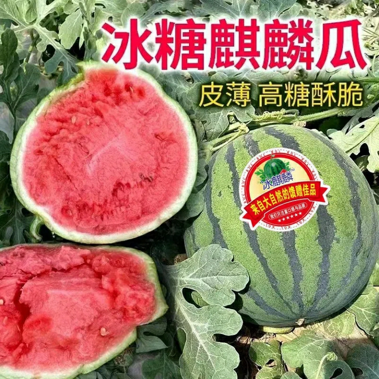 Sementes De Melancia Sem Sementes De Pele Fina “Qilin 8424” Com Alto Rendimento E Maturação Precoce – Ideal Para Cultivo Fácil.  |   Sementes De Frutas Sementes De Frutas Sementes De Frutas