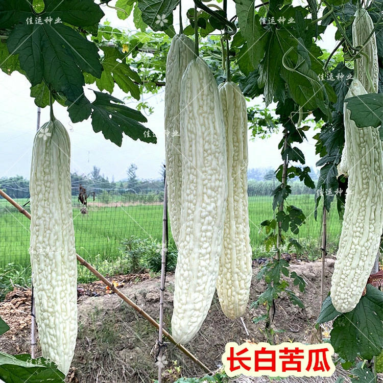 Sementes De Melão Amargo Changbai, Sementes De Melão Amargo Baiyu, Sementes De Vegetais Selecionadas Para Cultivo Em Vasos, Frutas E Legumes Para Varandas E Jardins, Resistentes Ao Calor.  |   Sementes De Frutas Sementes De Frutas Sementes De Frutas