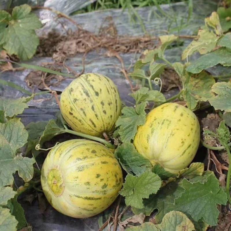 Sementes De Melão Bālǐ Com Sabor Doce E Intenso, Ideal Para Cultivo Em Casa, Incluindo Vegetais E Frutas De Maturação Precoce.  |   Sementes De Frutas Sementes De Frutas Sementes De Frutas