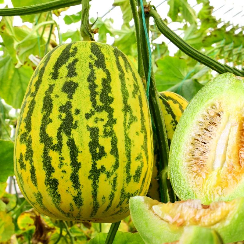 Sementes De Melão Bālǐ, Sementes De Melão Do Nordeste, Sementes De Melão Com Manchas De Leopardo, Sementes De Frutas E Vegetais De Quatro Estações.  |   Sementes De Frutas Sementes De Frutas Sementes De Frutas