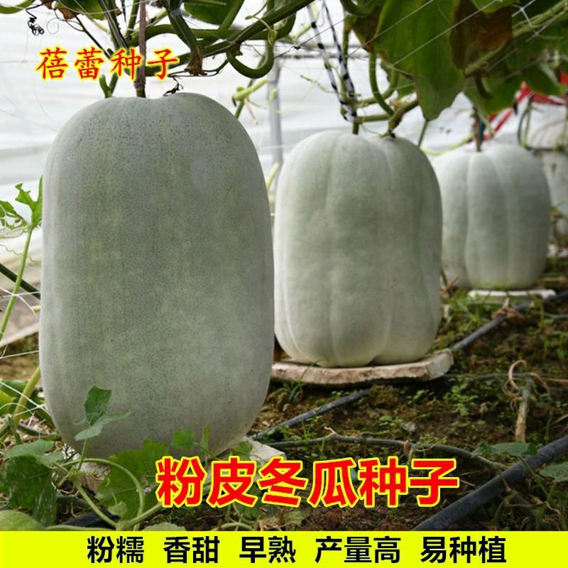 Sementes De Melão Branco De Alta Produtividade, Sementes De Abóbora De Inverno, Sementes De Pepino De Guangdong, Sementes De Vegetais Para Todas As Estações, Sementes De Frutas E Vegetais Para Primavera E Outono.  |   Sementes De Frutas Sementes De Frutas Sementes De Frutas