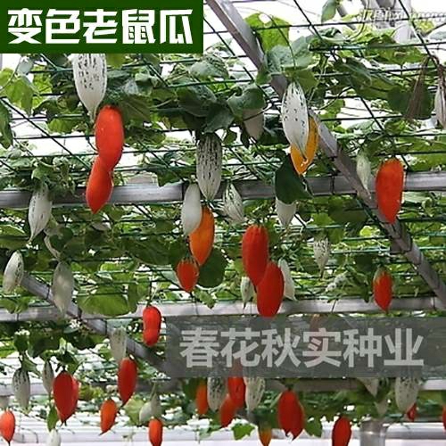 Sementes De Melão De Rato Colorido De Xangai Para Cultivo Em Primavera, Verão, Outono E Inverno – Vegetais Em Sementes. Frutos Trepadores Ornamentais Para Varanda E Jardim.  |   Sementes De Frutas Sementes De Frutas Sementes De Frutas