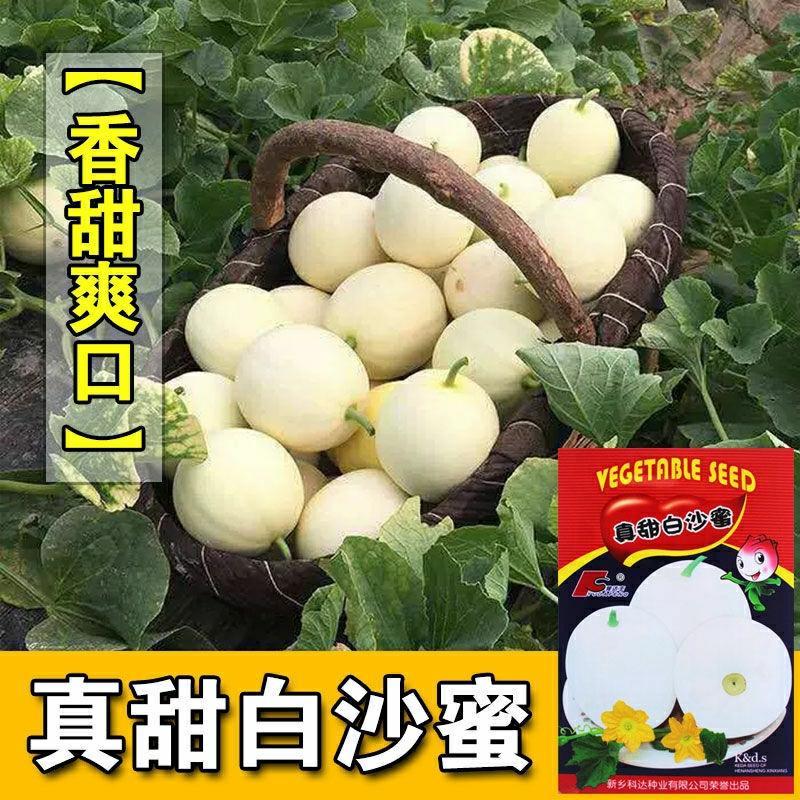 Sementes De Melão Doce E Fino “Zhen Tian Bai Sha Mi”, Sementes De Melão Aromático, Melão Crocante De Quatro Estações, Melão Precoce De Alta Produtividade, Sementes De Frutas Caseiras.  |   Sementes De Frutas Sementes De Frutas Sementes De Frutas