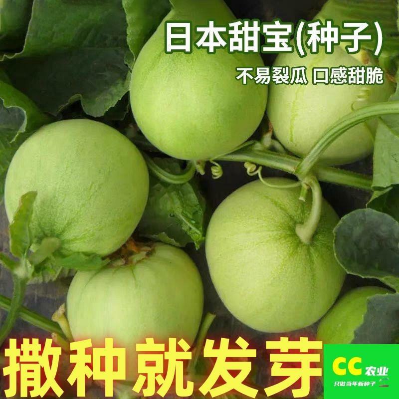 Sementes De Melão Doce Japonês Autêntico Para Cultivo Em Vasos Na Varanda, Jardim Ou Campo – Coleção Completa De Sementes De Vegetais E Frutas De Estação Precoce.  |   Sementes De Frutas Sementes De Frutas Sementes De Frutas