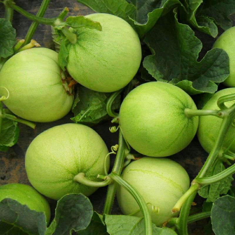 Sementes De Melão Doce Japonês, Sementes De Melão Aromático E Super Doce, Frutas E Vegetais De Primavera, Cultivo Caseiro No Sul.  |   Sementes De Frutas Sementes De Frutas Sementes De Frutas