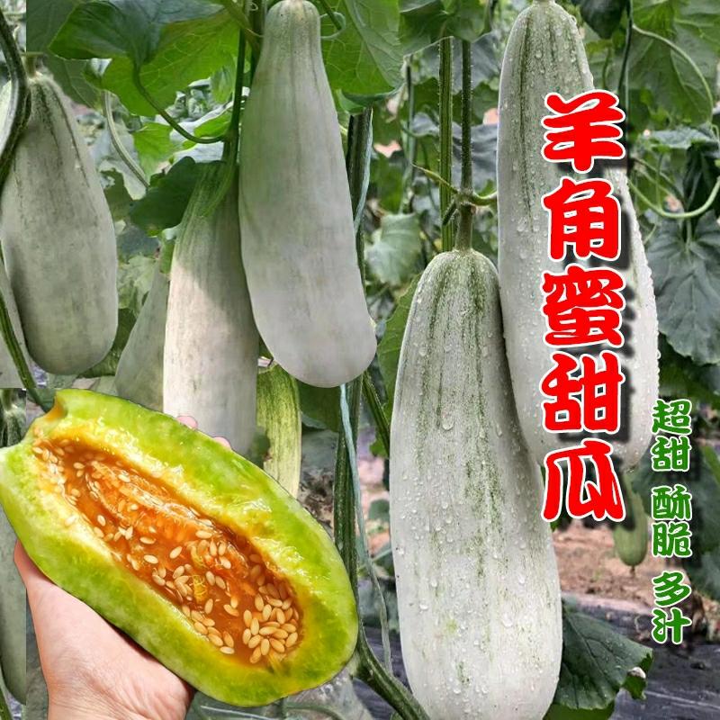 Sementes De Melão Doce Yángjiǎomì, Melão Doce Que Derrete Os Dentes, Sementes De Melão Perfumado, Cultivo Em Primavera E Verão, Frutas E Vegetais De Alta Produtividade Para Fazendas Em Todas As Estações.  |   Sementes De Frutas Sementes De Frutas Sementes De Frutas