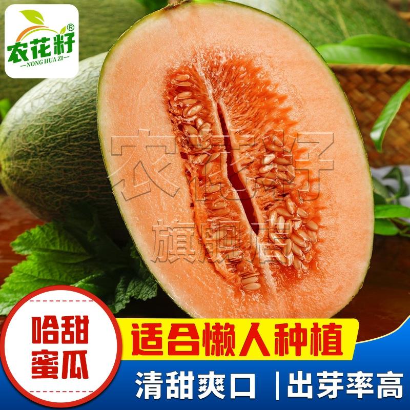 Sementes De Melão Hami De Xinjiang, Casca Verde E Polpa Vermelha, Melão Doce E Super Saboroso, Sementes De Melão Para A Primavera.  |   Sementes De Frutas Sementes De Frutas Sementes De Frutas