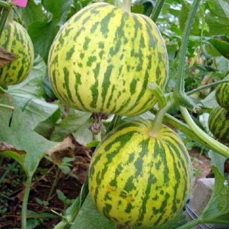 Sementes De Melão Japonês Bai Li Xiang “Branca De Neve” – Sementes De Vegetais E Frutas De Maturação Precoce Com Aroma Intenso E Sabor Doce.  |   Sementes De Frutas Sementes De Frutas Sementes De Frutas