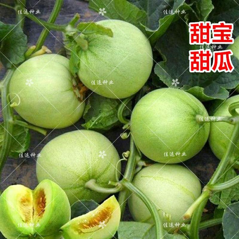 Sementes De Melão Japonês Super Doce, Sementes De Melão Gigante, Abóbora Doce Para Cultivo Em Jardim, Quintal Ou Varanda.  |   Sementes De Frutas Sementes De Frutas Sementes De Frutas