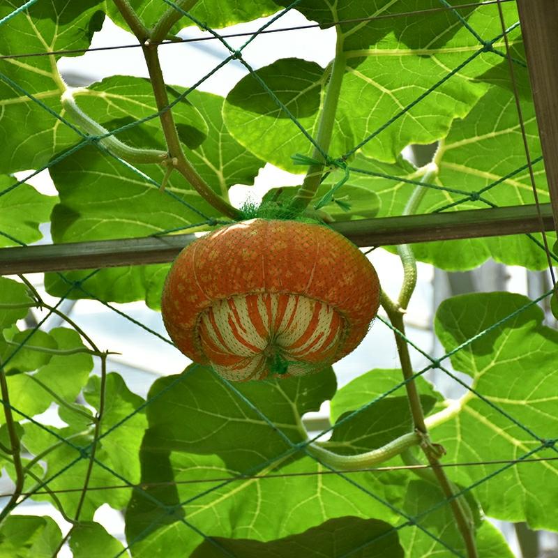 Sementes De Melão Perfumado – Sementes De Abóbora E Legumes Para Primavera, Verão E Outono – Plantas Trepadeiras Para Vasos Em Varandas E Jardins, Frutas Exóticas Para Sombra.  |   Sementes De Frutas Sementes De Frutas Sementes De Frutas