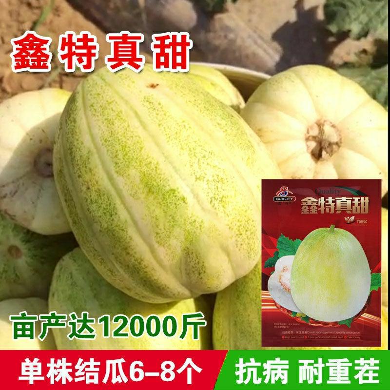 Sementes De Melão Xinte Zhen Tian Tian, Casca Amarela E Branca, Alta Produtividade, Resistência A Doenças, Cultivo Em Grande Escala, Sementes De Melão Doce.  |   Sementes De Frutas Sementes De Frutas Sementes De Frutas