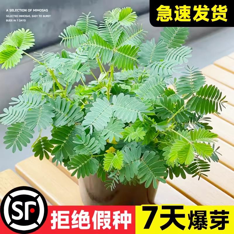 Sementes De Mimosa Pudica Para Plantio Em Vaso Pequeno – Flores E Plantas Verdes De Fácil Cultivo Para Interior, Ideal Para Todas As Estações.  |   Sementes De Plantas Sementes De Plantas Sementes De Plantas