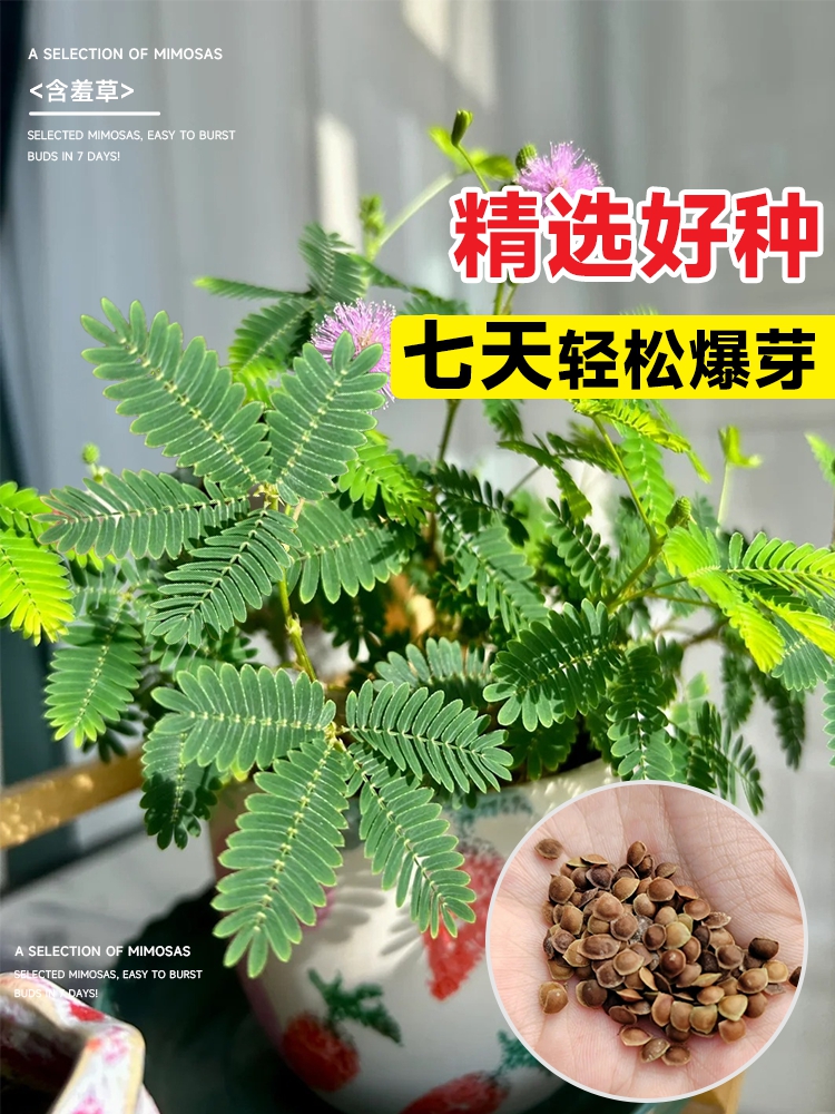 Sementes De Mimosa Pudica – Pequenos Vasos De Plantas, Sementes De Flores Para Cultivo Durante Todo O Ano, Fáceis De Cuidar, Plantas Verdes Para Interiores.  |   Sementes De Plantas Sementes De Plantas Sementes De Plantas